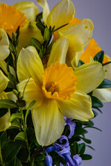 Fototapeta premium Spring flower of yellow color called narcissus
