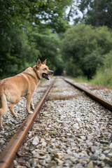 Fototapeta premium Dog walk along a train track