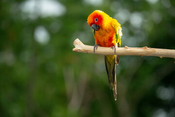 Sun conure parrot perching on the branch in Thailand.