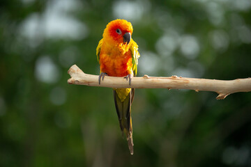 Sun conure parrot perching on the branch in Thailand.