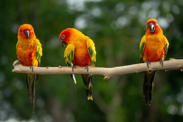 Sun conure parrot perching on the branch in Thailand.