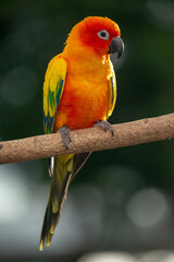 Sun conure parrot perching on the branch in Thailand.