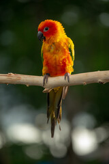 Sun conure parrot perching on the branch in Thailand.