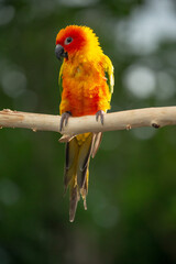 Sun conure parrot perching on the branch in Thailand.