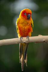 Sun conure parrot perching on the branch in Thailand.
