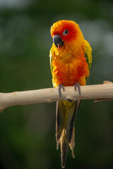 Sun conure parrot perching on the branch in Thailand.