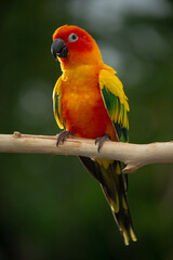 Sun conure parrot perching on the branch in Thailand.