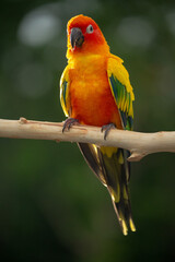 Sun conure parrot perching on the branch in Thailand.