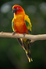 Sun conure parrot perching on the branch in Thailand.