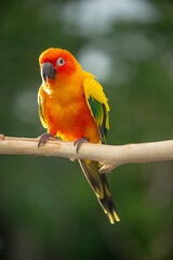 Sun conure parrot perching on the branch in Thailand.