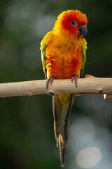 Sun conure parrot perching on the branch in Thailand.