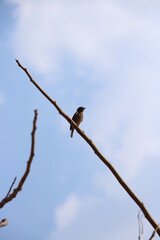 bird on a branch