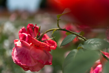 red flower in the garden