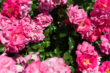 pink flowers under strong sunlight