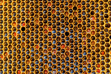 Honeycomb with honey as very nice natural background. Bee hive background texture and pattern.