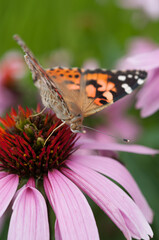 Vanessa cardui or the painted lady on a pink flower