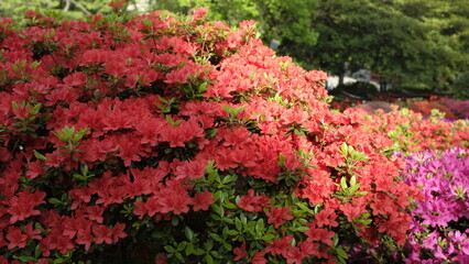 赤いつつじ