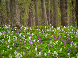 spring flowers in the forest, corydalis cava