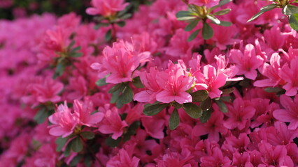 ピンクのつつじ