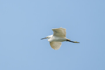 Close-up of a flying little egret