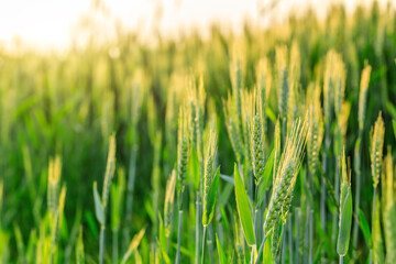 Macro close up of fresh ears of young green wheat in spring field. Agriculture scene.