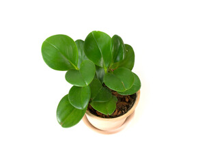Green leaves in a pot isolated on a white background.