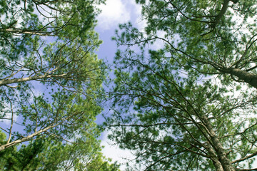 pine trees on blue sky background in low angle