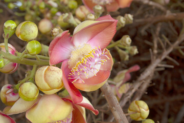 The flower of the Sal tree or Cannonball Tree flower.