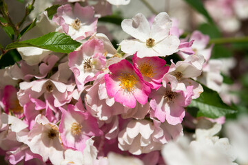 pink flowers in the sun