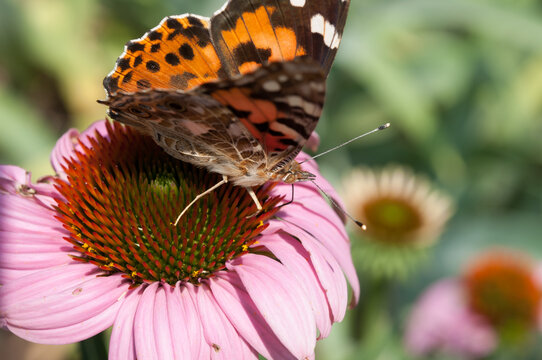 Vanessa cardui or the painted lady on a coneflower