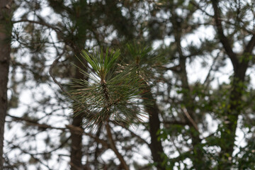 abstract silhouette pine background 