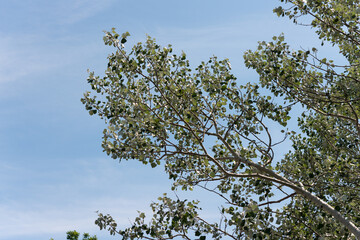 poplar tree branches against sky