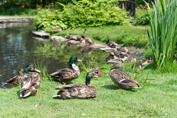duck pond in the park