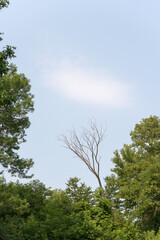 dead tree and green trees on a blue sky with some clouds