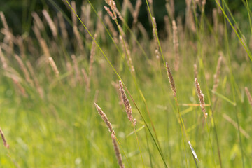 grass in the wind
