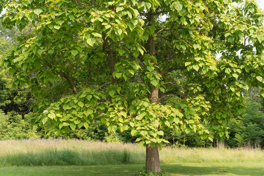 catalpa tree in the park