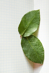 Two green rose leaves on a white background of checkered paper, close-up, botany training
