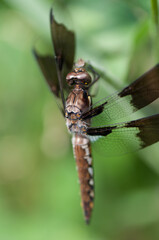 dragonfly or common whitetail, long-tailed skimmer (Plathemis lydia) on a leaf
