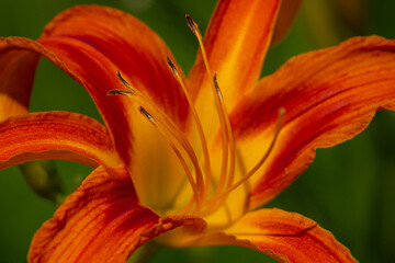 Stamens and pistils of  lily flower. Selective Focus on flowers in orange colors. Celebration of Springtime.
