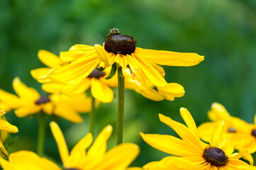 bee on yellow flower