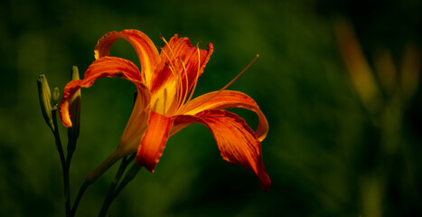 Stamens and pistils of  lily flower. Selective Focus on flowers in orange colors. Celebration of Springtime.