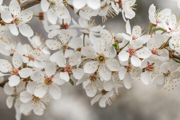 Drzewo owocowe kwitnące wiosną - obrazy, fototapety, plakaty