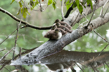 Aix sponsa ducklings (wood or Carolina ducks) resting on a branch over a pond