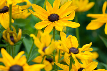 yellow flowers