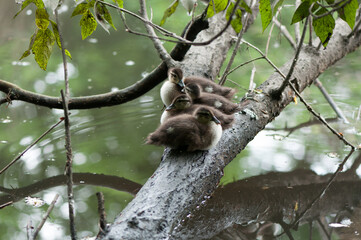 Aix sponsa ducklings (wood or Carolina ducks) resting on a branch over a pond
