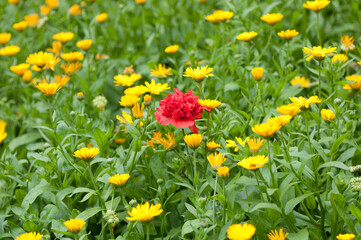 Fototapeta premium red poppy in a sea of yellow blossoms