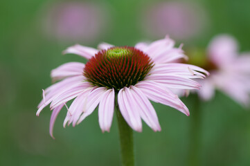 isolated coneflower on a bokeh background