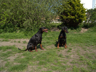 doberman dogs in the garden