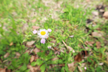 東京駅の行幸通り沿いに咲くハルジオン（貧乏草）