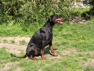 doberman dogs in the garden